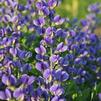 Baptisia 'Blueberry Sundae DECADENCE'