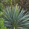 Yucca filamentosa 'Excalibur'