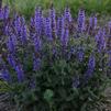 Salvia nemorosa 'Bumbleblue'