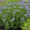 Amsonia tabernaemontana 'Blue Ice'