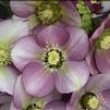 Helleborus 'Paris in Pink'