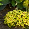 Heucherella villosa 'Catching Fire'