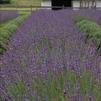 Lavandula intermedia 'Phenomenal'