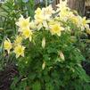 Aquilegia caerulea 'Origami Yellow'