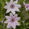 Clematis 'Nelly Moser'