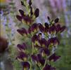 Baptisia 'Gape Taffy'