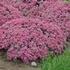 Sedum 'Popstar'