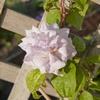 Clematis 'Belle of Woking'