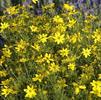 Coreopsis verticillata 'Zagreb'