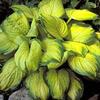 Hosta 'Stained Glass'