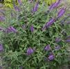 Buddleia 'Orchid Annie'