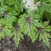 Tiarella 'Cutting Edge'