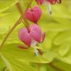 Dicentra spectabilis 'Gold Heart'