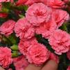 Dianthus 'Classic Coral FRUIT PUNCH'