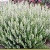 Calamintha nepeta 'Montrose White'