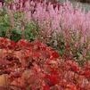 Heuchera 'Peach Flambe'