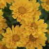 Coreopsis 'Jethro Tull'