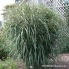 Panicum virgatum 'Thundercloud'