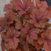 Heuchera villosa 'Pumpkin spice'