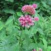 Asclepias purpurascens