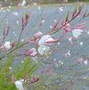 Gaura lindheimeri 'Whirling Butterflies'