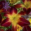 Hemerocallis 'Ruby Spider'