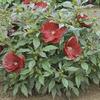 Hibiscus 'Cranberry Crush'