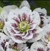 Helleborus 'Confetti Cake'