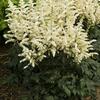 Astilbe chinensis 'Visions in White'