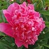 Paeonia lactiflora 'Best Man'