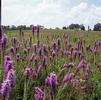 Liatris pycnostachya