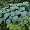 Hosta 'Blue Angel'