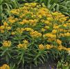 Asclepias tuberosa 'Hello Yellow'