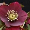 Helleborus 'Ruby Wine'