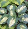 Hosta 'Hudson Bay'