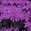 Monarda x didyma 'Leading Lady Plum'