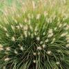 Pennisetum alopecuroides 'Little Bunny'