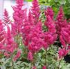 Astilbe japonica 'Elizabeth van Veen'