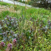 Monarda bradburyana