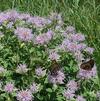 Monarda fistulosa