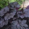 Heuchera 'Obsidian'