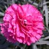 Dianthus 'Early Bird Sherbet'