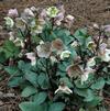 Helleborus 'Ivory Prince'