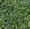 Pachysandra terminalis