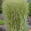 Calamagrostis acutiflora 'Eldorado'