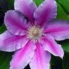 Clematis 'Dr. Ruppel'