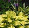 Hosta 'Maui Buttercups'