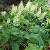 Heuchera villosa 'var. macrorrhiza Autumn Bride'