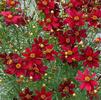 Coreopsis verticillata 'Red Satin'