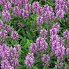 Stachys officinalis 'Densiflorus'